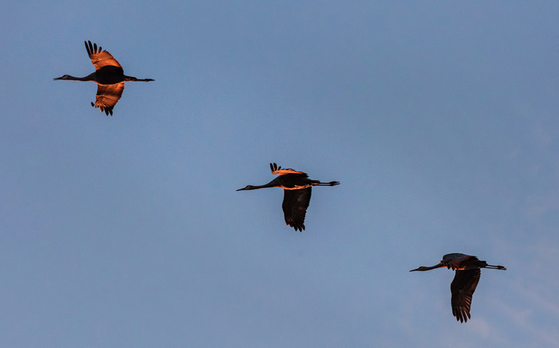 Sunset Flight by Doug Derksen